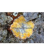 Fairhead Bouldering Guide